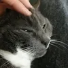 twnzyssh