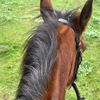 indi_equine