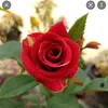 mawar_600