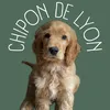 chipon_de_lyon