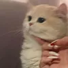 kabulii_