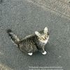 catatansinoer