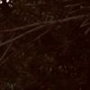 hamma_775