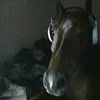 aska.cascarudo