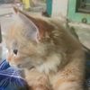 iwn_nn09