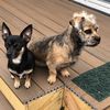 pointbreakdoggos