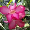 mak.ealfin84