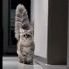 mirhaqueen780