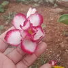 raimundaalvesdaco2