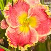 marie_333_sk