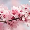 cherry_blossom7776