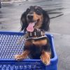 mydogbaki