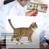 qalbiwanagmohmed282