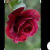 afef.ben.ghalia