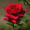 redutuyjh6g