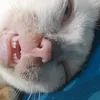 cucdangcuajack97
