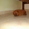 mariaisabelcost71