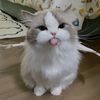 rifff_081