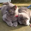 ayoits_rosey