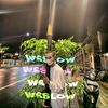 wsslowrestricted