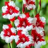 md.mannan019