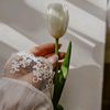 tulip_pth