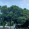 dewipadi_03