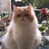 tutinema3
