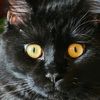 blackcat..92