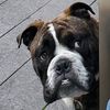 georgiadozer