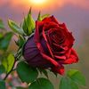 aburashed_roses