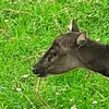 god_of_deer