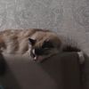 _totti_333