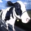 yumisnkf