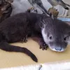 animal_decor