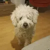 happysnowmandog2024