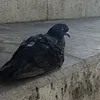 _trashypigeon_