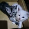 _alpukat1_