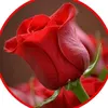 _nmaybaran468