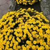 chrizanthemums