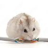 hamster0122