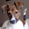 jackrussell.shari