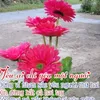 @dau sung 686
