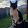ninaa_yam