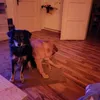 angelmedium128