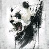 pandaaair