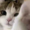 tian_tian279