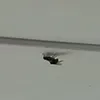 rashpyndel