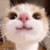 acungpdx_