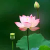nhuy.ngo1